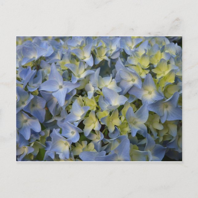 Cartão Postal Hydrangea (Frente)