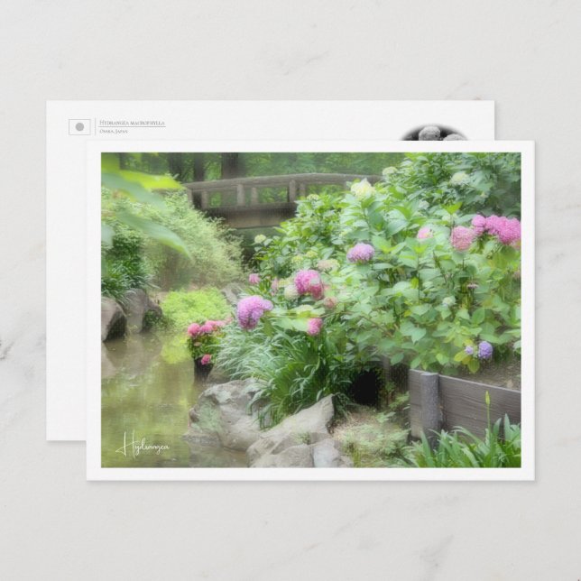Cartão Postal Hydrangea (Frente/Verso)