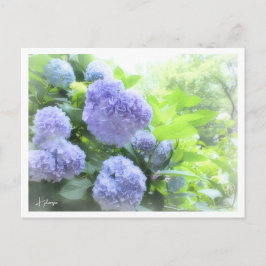 Cartão Postal Hydrangea