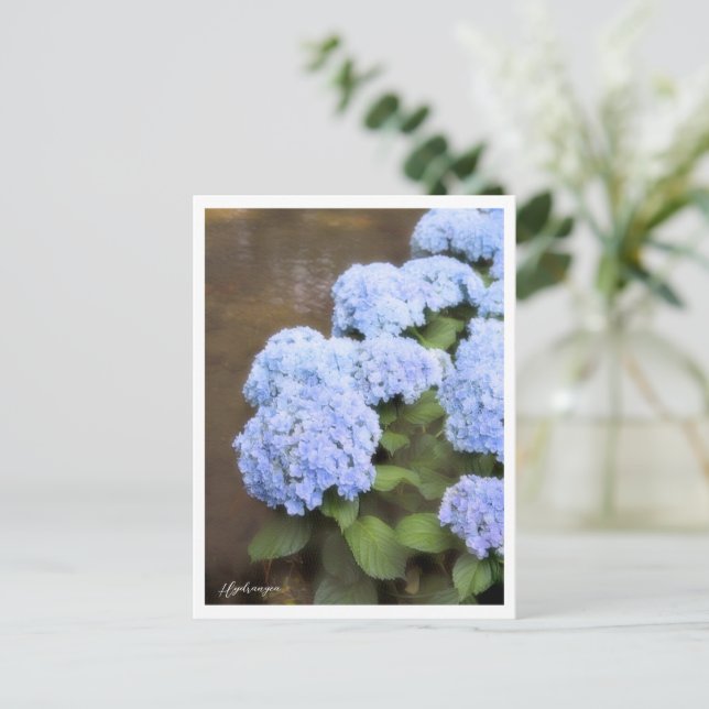 Cartão Postal Hydrangea (Em pé/Frente)