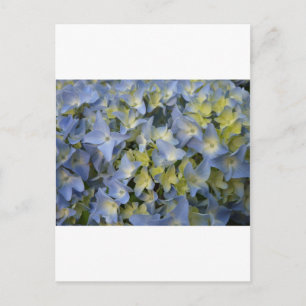 Cartão Postal Hydrangea