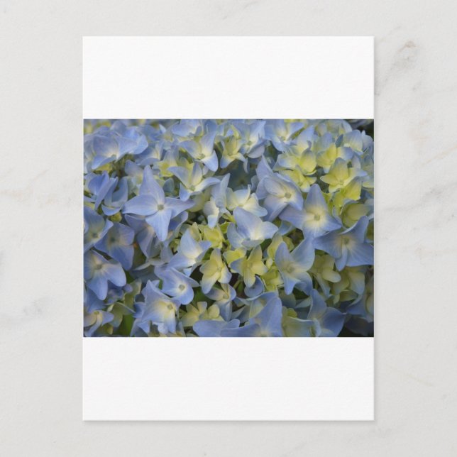 Cartão Postal Hydrangea (Frente)