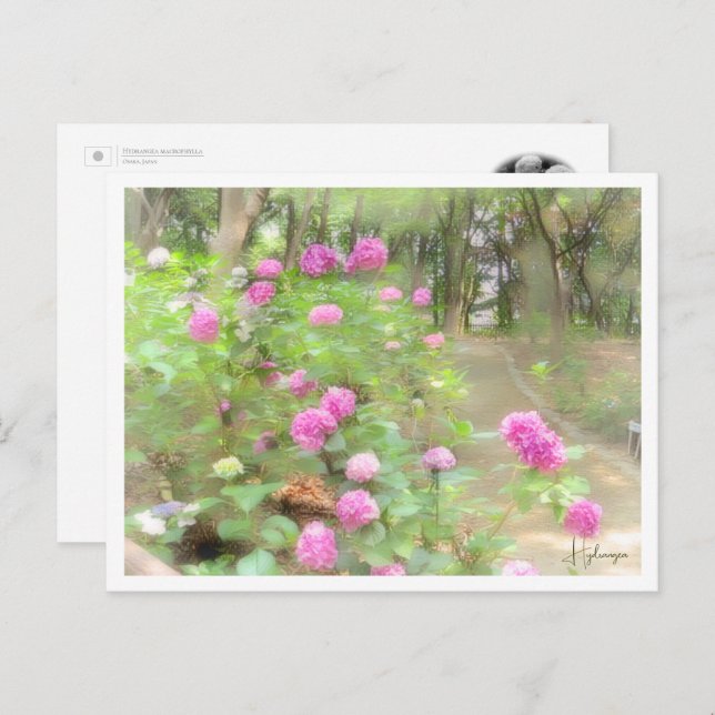 Cartão Postal Hydrangea (Frente/Verso)