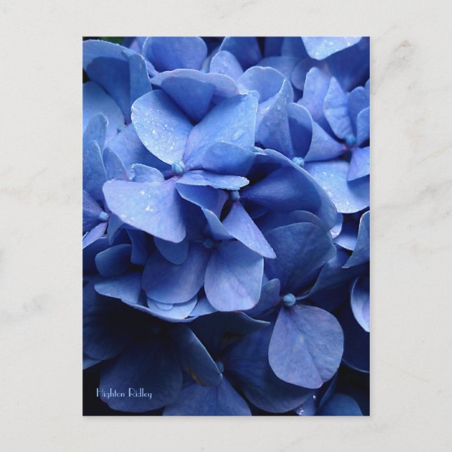 Cartão postal Hydrangea azul (Frente)