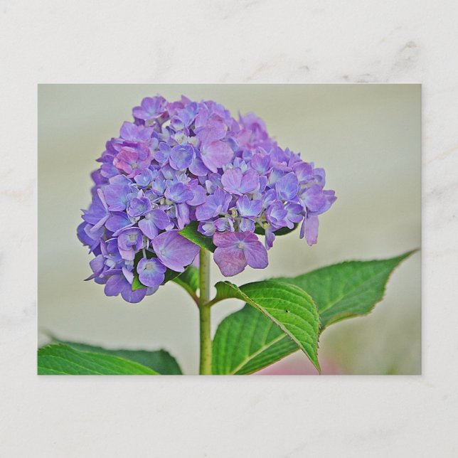 Cartão Postal Hydrangea Blossom (Frente)