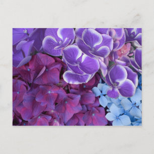 Cartão Postal Hydrangea Blossomo