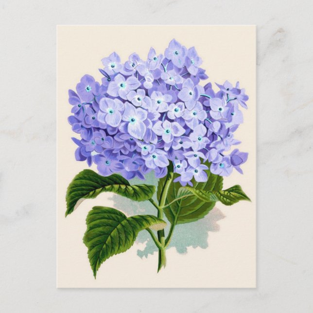 Cartão Postal Hydrangea Botânica Impressão (Frente)