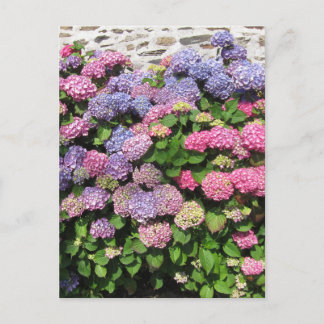 Cartão Postal Hydrangea bush Postcard