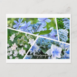 Cartão Postal Hydrangea [Cartão postal] ポ ス ト Equipe カ