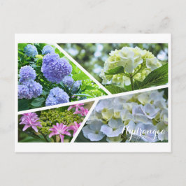 Cartão Postal Hydrangea [Cartão postal] ポ ス ト Equipe カ