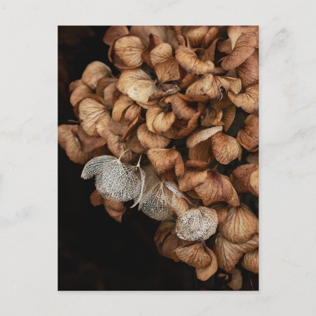 Cartão Postal Hydrangea desbotada (Frente)