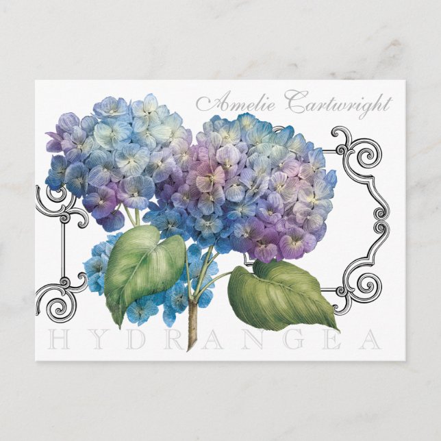 Cartão Postal Hydrangea Floral Nome Monograma Azul (Frente)