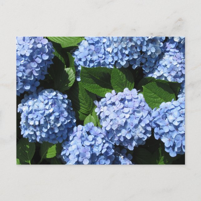 Cartão Postal Hydrangea: Japão (Frente)
