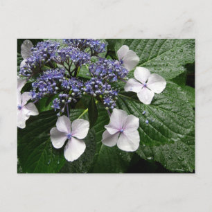 Cartão Postal Hydrangea: Japão