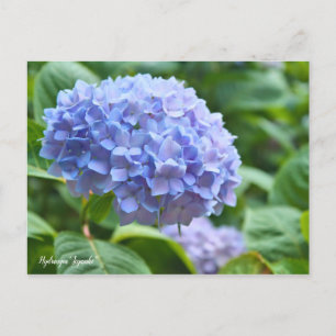 Cartão Postal Hydrangea "Jogasaki" [Cartão Postal] ポ ス ト 