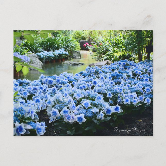 Cartão Postal Hydrangea 'Konpeito' [Cartão postal] (Frente)