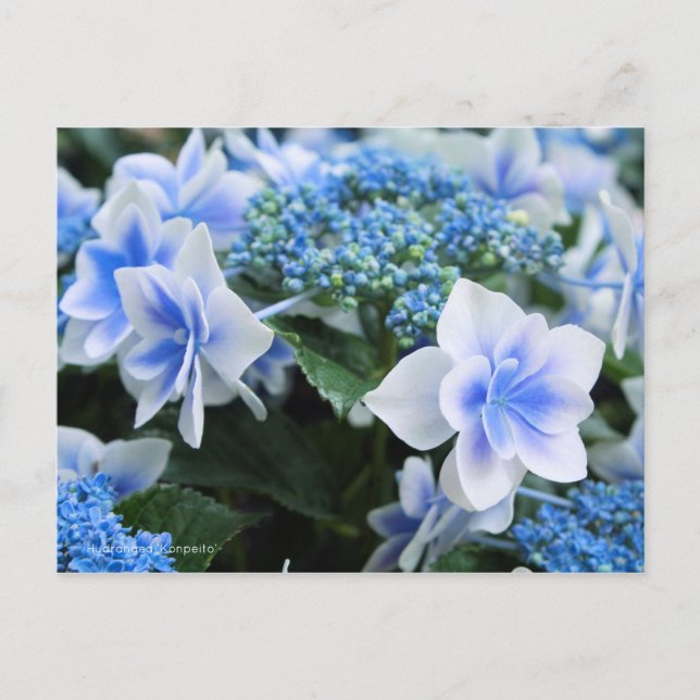 Cartão Postal Hydrangea 'Konpeito' [Cartão postal] (Frente)