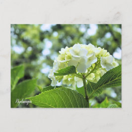 Cartão Postal Hydrangea [Postcard] ポストカード
