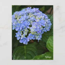 Cartão Postal Hydrangea [Postcard] ポストカード