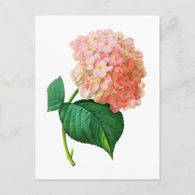 Cartão Postal Hydrangea rosa por Pierre Joseph Redoute (Frente)