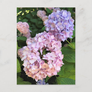 Cartão Postal Hydrangeas