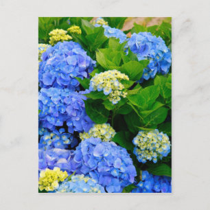 Cartão Postal Hydrangeas