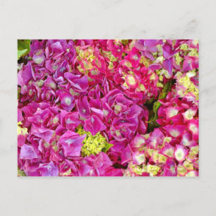 Cartão Postal Hydrangeas