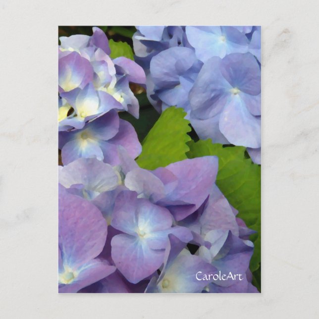 Cartão Postal Hydrangeas azuis (Frente)