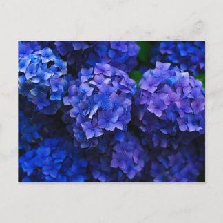 Cartão Postal Hydrangeas azuis italianas