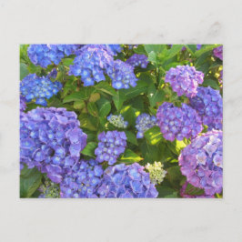 Cartão Postal Hydrangeas Azul e Roxo