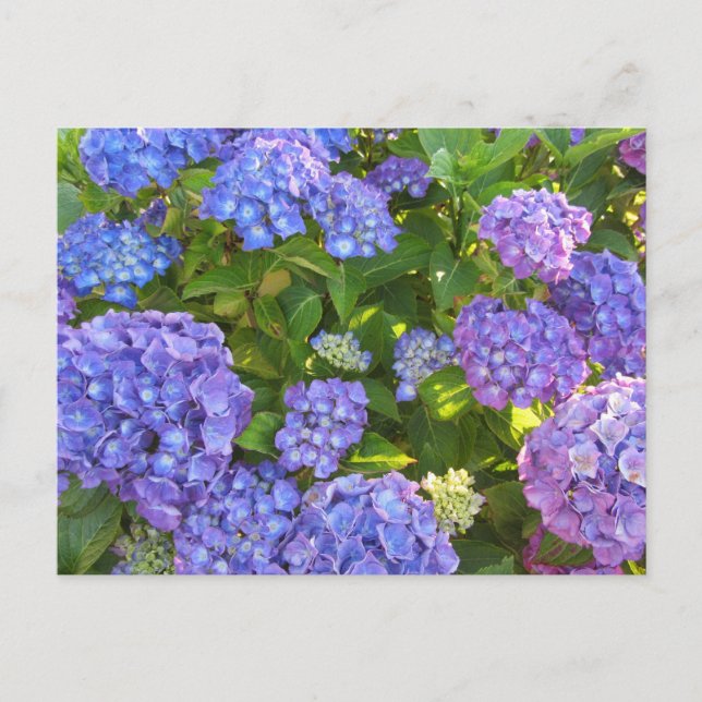 Cartão Postal Hydrangeas Azul e Roxo (Frente)