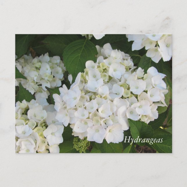 Cartão Postal Hydrangeas brancas (Frente)