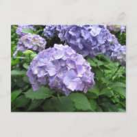 Hydrangeas no Jardim Trebah, Cornwall