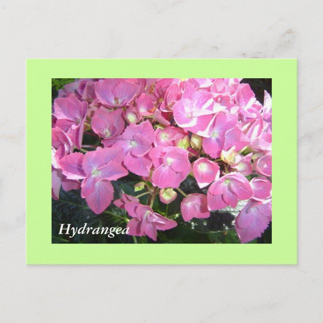 Cartão Postal Hydrangeas Rosa (Frente)