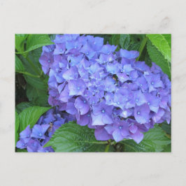 Cartão Postal Hydrangeas Roxas