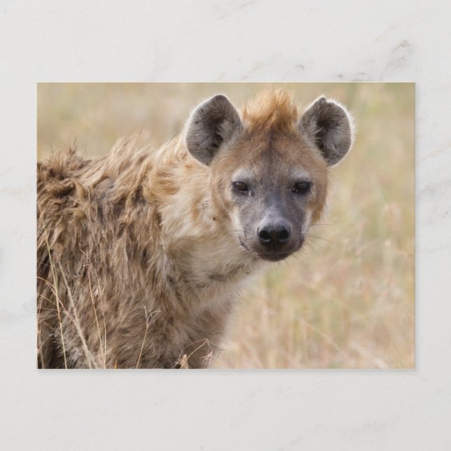 Cartão Postal Hyena (Frente)