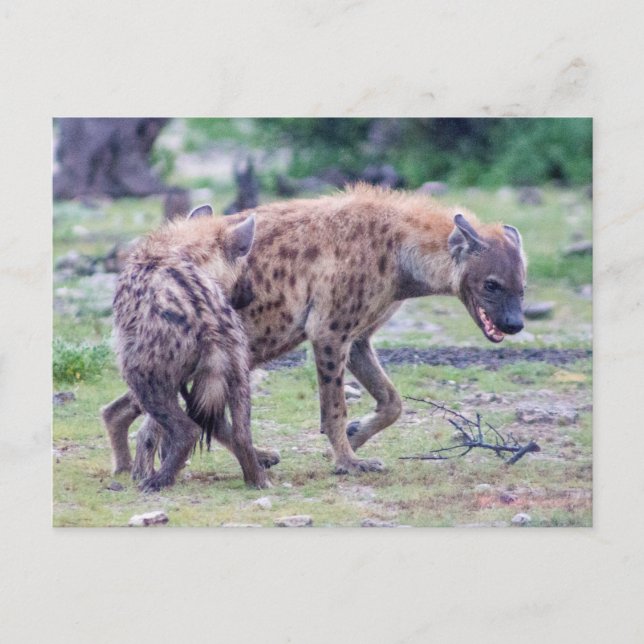 Cartão Postal Hyena Wildlife da África (Frente)