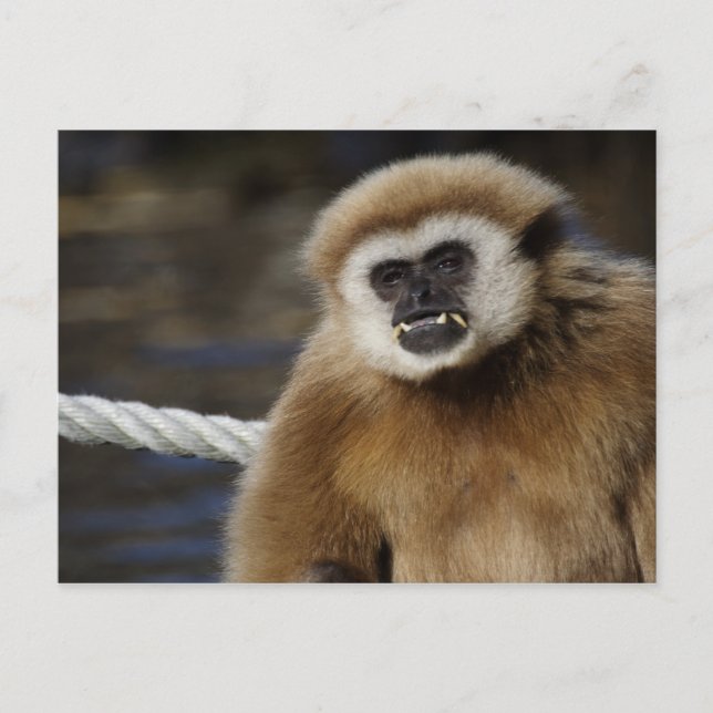 Cartão Postal Hylobatos (Frente)
