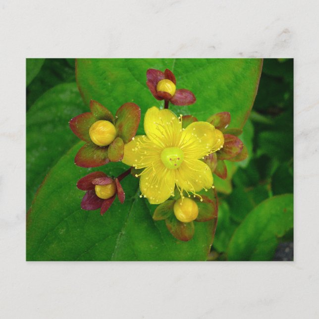 Cartão Postal Hypericum Androsaemon 01 (Frente)