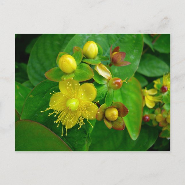 Cartão Postal Hypericum Androsaemon 02 (Frente)