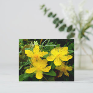 Cartão Postal Hypericum calycinum