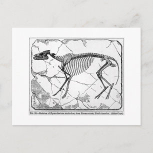 Cartão postal Hyracotherium venticolum