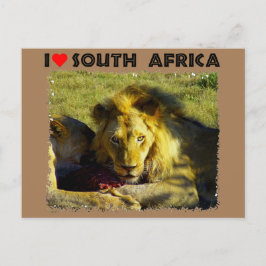 Cartão Postal I Heart Africa Lion Stare