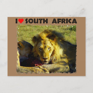 Cartão Postal I Heart Africa Lion Stare