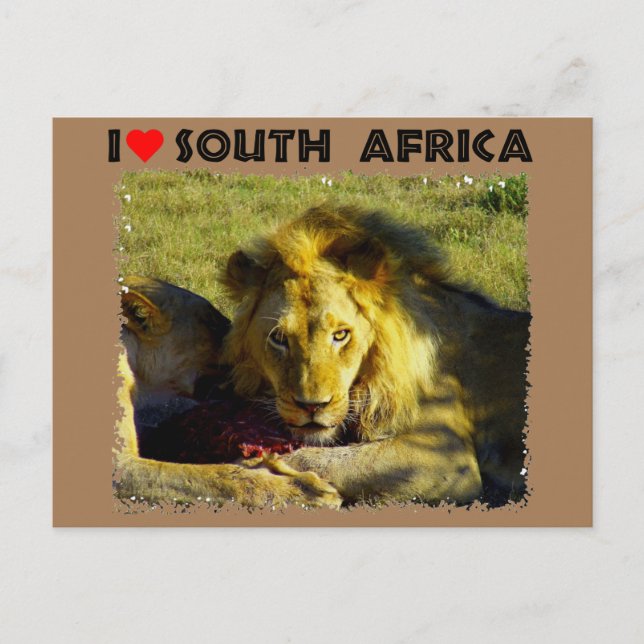 Cartão Postal I Heart Africa Lion Stare (Frente)