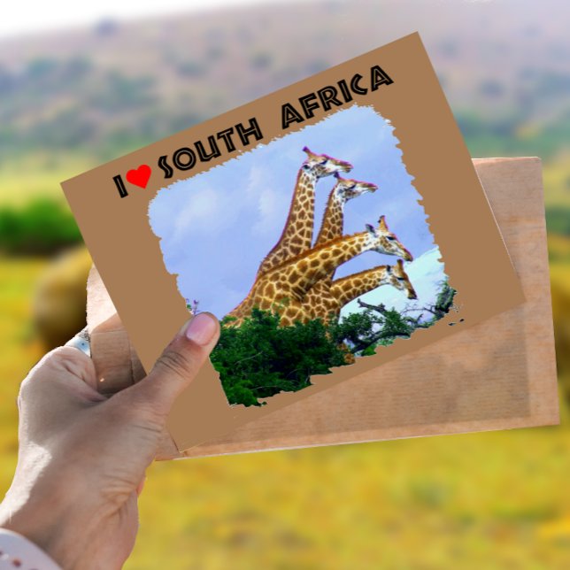 Cartão Postal I Heart South Africa 4 Girafas (Criador carregado)