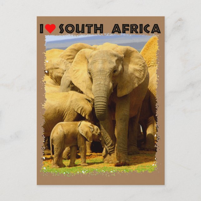 Cartão Postal I Heart South Africa elefante, mãe e bezerro (Frente)