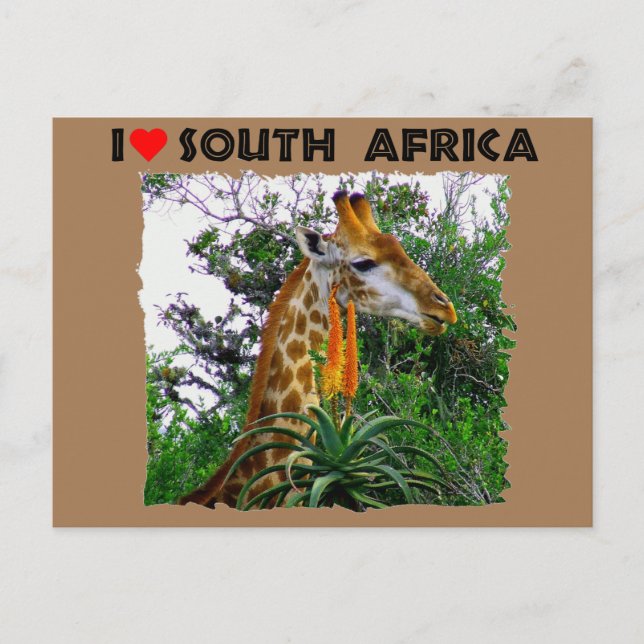 Cartão Postal I Heart South Africa girafa sozinho (Frente)