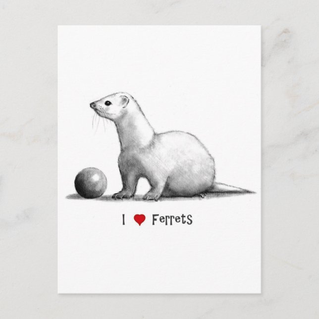 Cartão Postal I Love (Heart) Ferret: Desenho de Lápis (Frente)