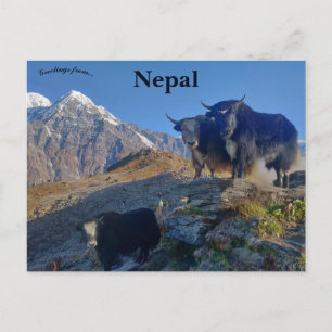 Cartão Postal Iaques no Nepal